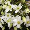 Clématite - Clematis Avalanche®
