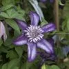 Clématite - Clematis Cassis -Plantes Séries Magasin clematis cassis 681390 2