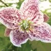 Clématite - Clematis Cirrhosa Freckles -Plantes Séries Magasin clematis cirrhosa freckles 771570 1