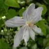 Clématite - Clematis Jackmanii Alba