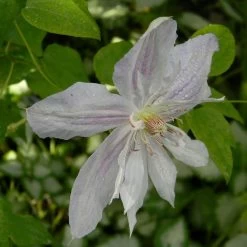 Clématite - Clematis Jackmanii Alba