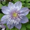 Clématite - Clematis Blue Light -Plantes Séries Magasin clematite Blue Light 681372 1