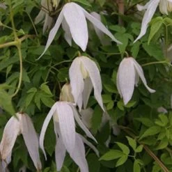 Clématite - Clematis Macropetala Broughton Bride