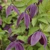Clématite - Clematis Brunette -Plantes Séries Magasin clematite Brunette 681483 1