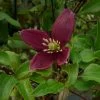 Clématite - Clematis Cirrhosa Lansdowne Gem -Plantes Séries Magasin clematite cirrhosa lansdown gem 681367 1