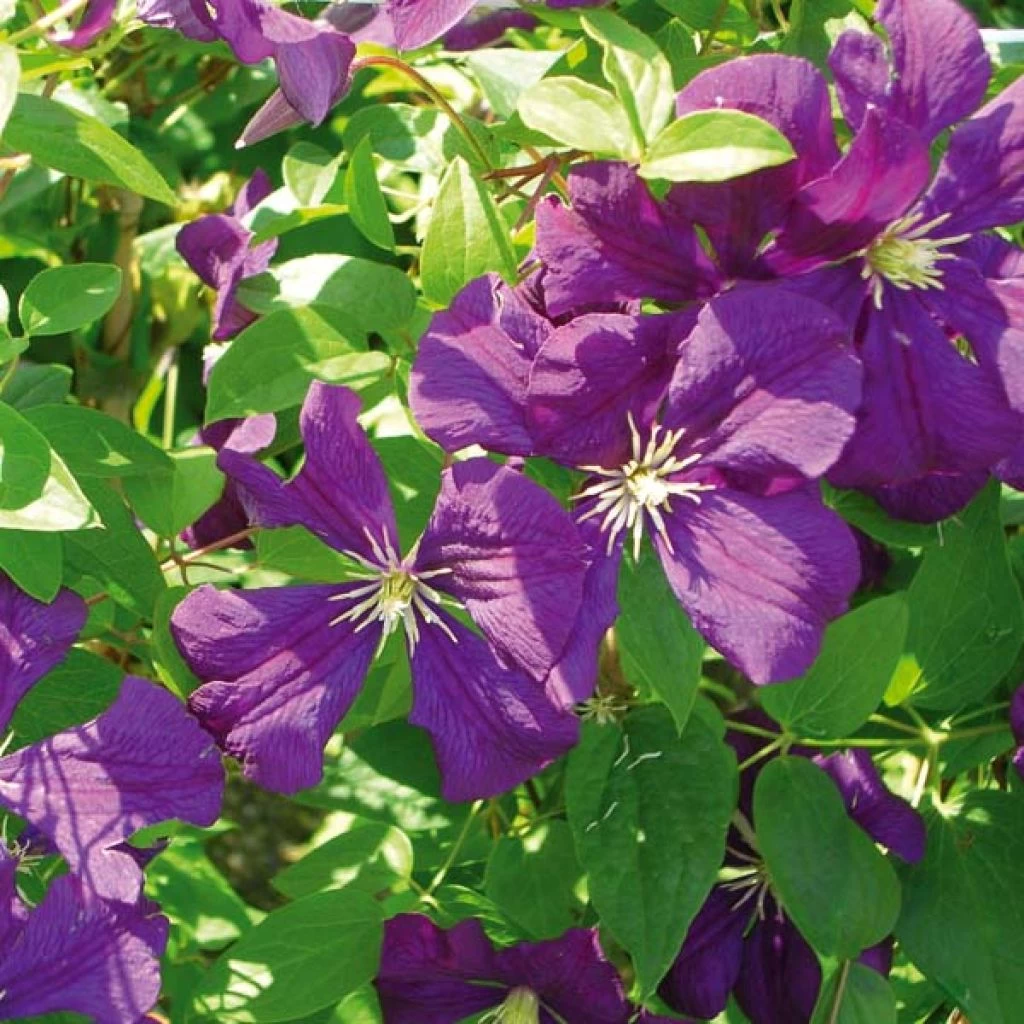 Clématite - Clematis Viticella Etoile Violette 3 Clématite - Clematis Viticella Etoile Violette