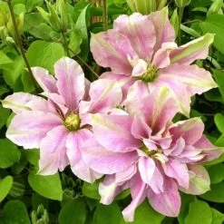 Clématite - Clematis Princesse Alexandra