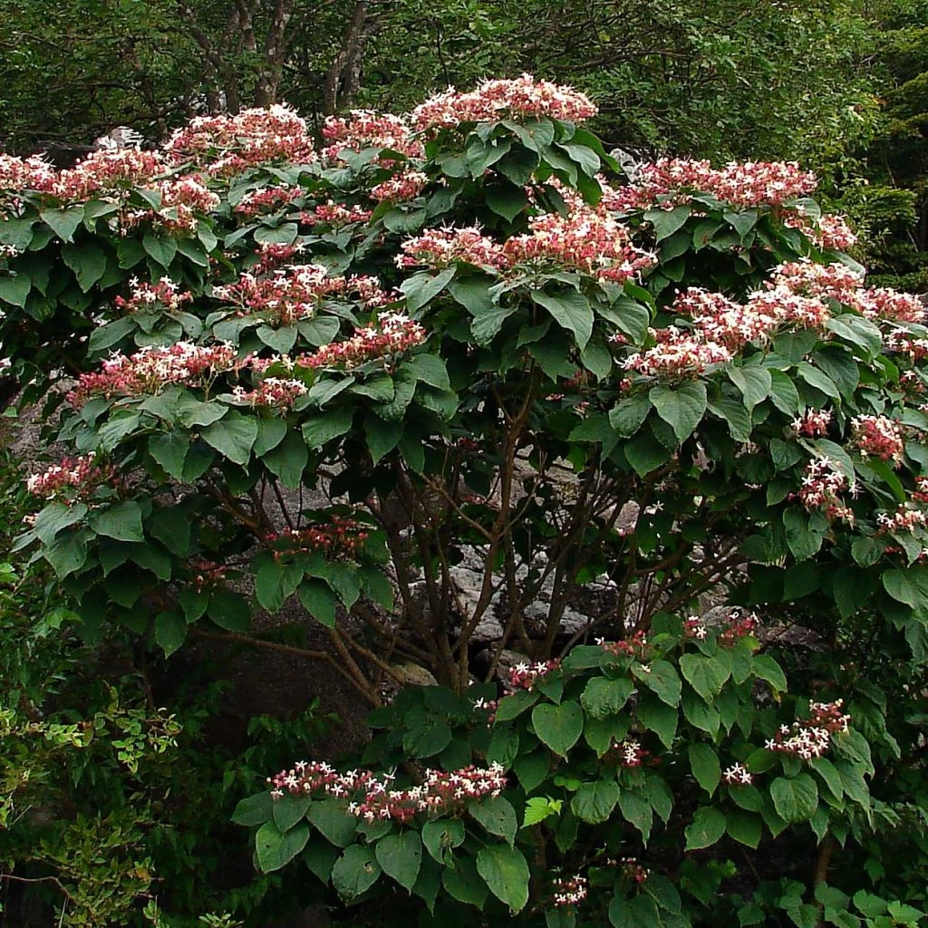 Arbre De La Chance - Clerodendrum Trichotomum, Clérodendron 3 Arbre De La Chance - Clerodendrum Trichotomum, Clérodendron