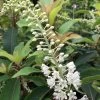Clethra Barbinervis Great Star