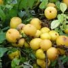 Cognassier Du Japon Cido - Chaenomeles Japonica -Plantes Séries Magasin cognassier cido 85480 fr