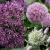 Collection 10 Alliums -Plantes Séries Magasin collection 10 alliums 51530 1