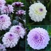 Collection 3 Dahlias Seniors -Plantes Séries Magasin collection 3 dahlias seniors 86088 1