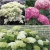 Collection 3 Hortensias Arbustifs 2 Collection 3 Hortensias Arbustifs -Plantes Séries Magasin collection 3 hortensias arbustifs 67770 1