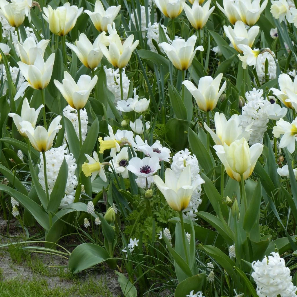 Collection Balade Matinale 3 Collection Balade Matinale