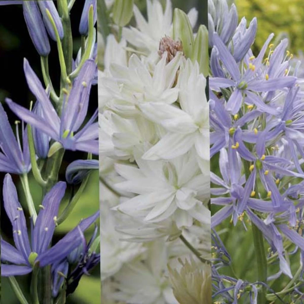 Collection Camassias 3 Collection Camassias