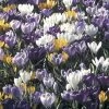 Collection 100 Crocus Grandes Fleurs Mammouth -Plantes Séries Magasin collection crocus grandes fleurs 53971 1