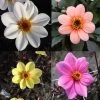 Collection Dahlias Happy Single 1 Collection Dahlias Happy Single -Plantes Séries Magasin collection dahlia happy 31434 1
