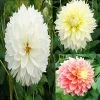 Collection Dahlias Fubuki -Plantes Séries Magasin collection dahlias fubiki 31427 1