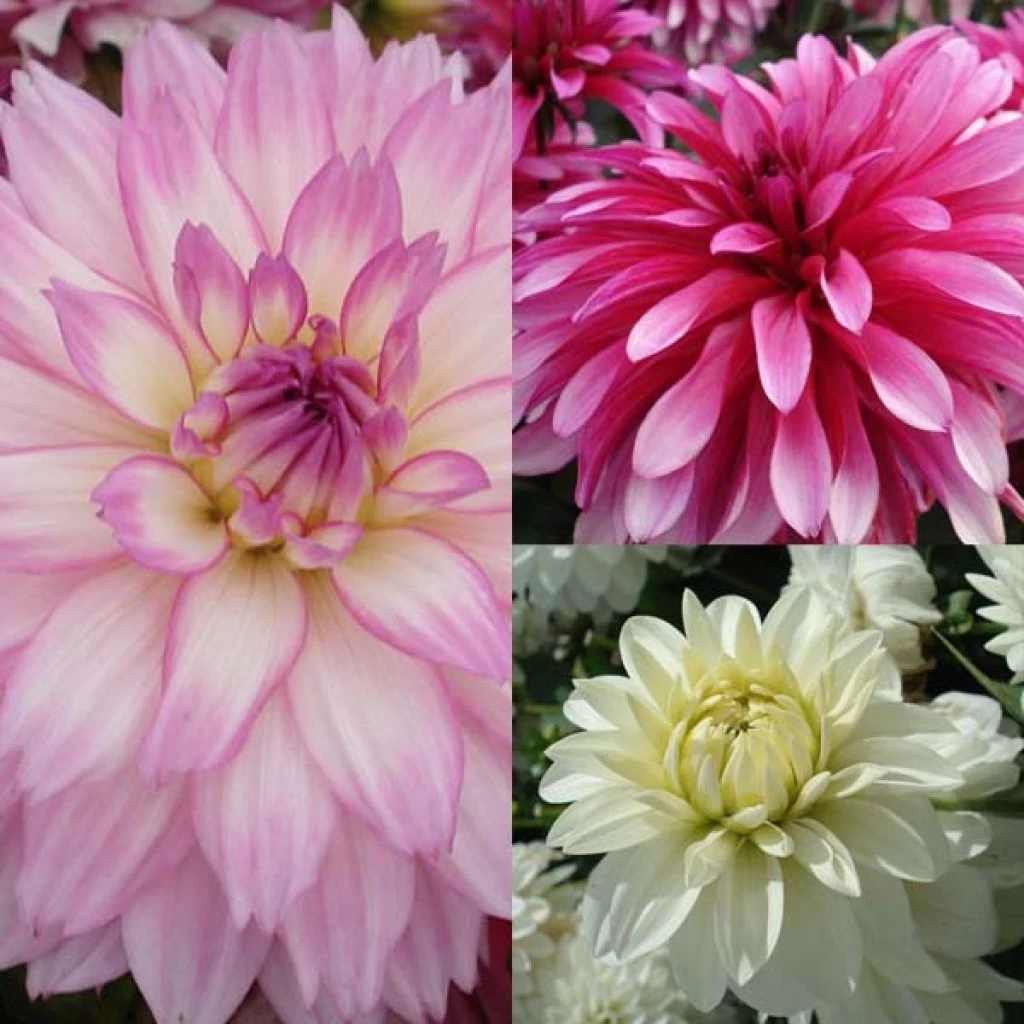Collection Dahlias Nains Gallery 3 Collection Dahlias Nains Gallery