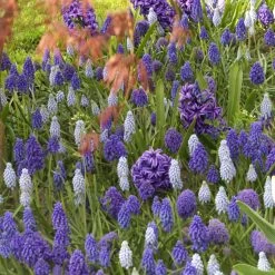 Collection Muscaris Et Jacinthes