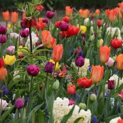 Collection Tapis D'Orient