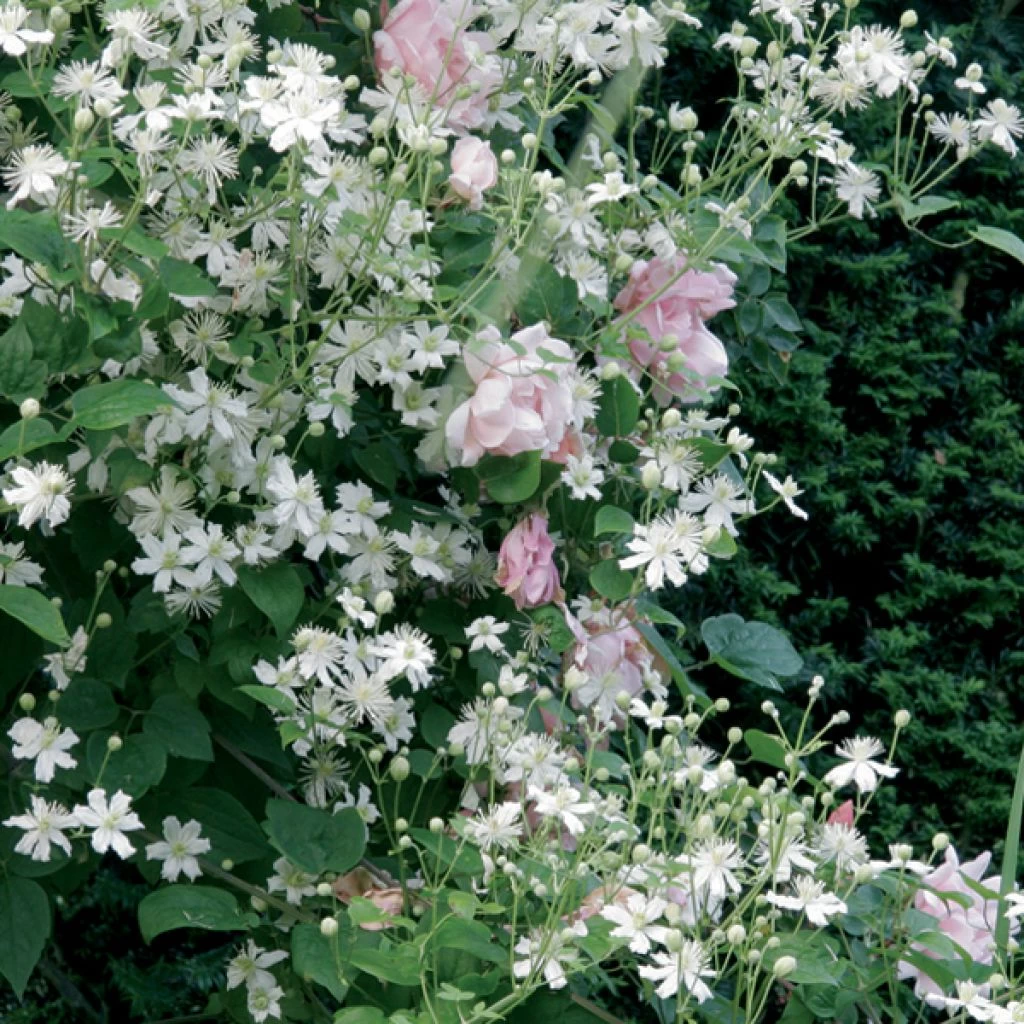 Collection Tonnelle Rose Et Blanc 3 Collection Tonnelle Rose Et Blanc