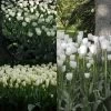 Collection 2 Mois De Tulipes Blanches -Plantes Séries Magasin collection tulipes blanches 68234 1