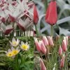 Collection 50 Tulipes Sauvages -Plantes Séries Magasin collection tulipes sauvages 64990 1