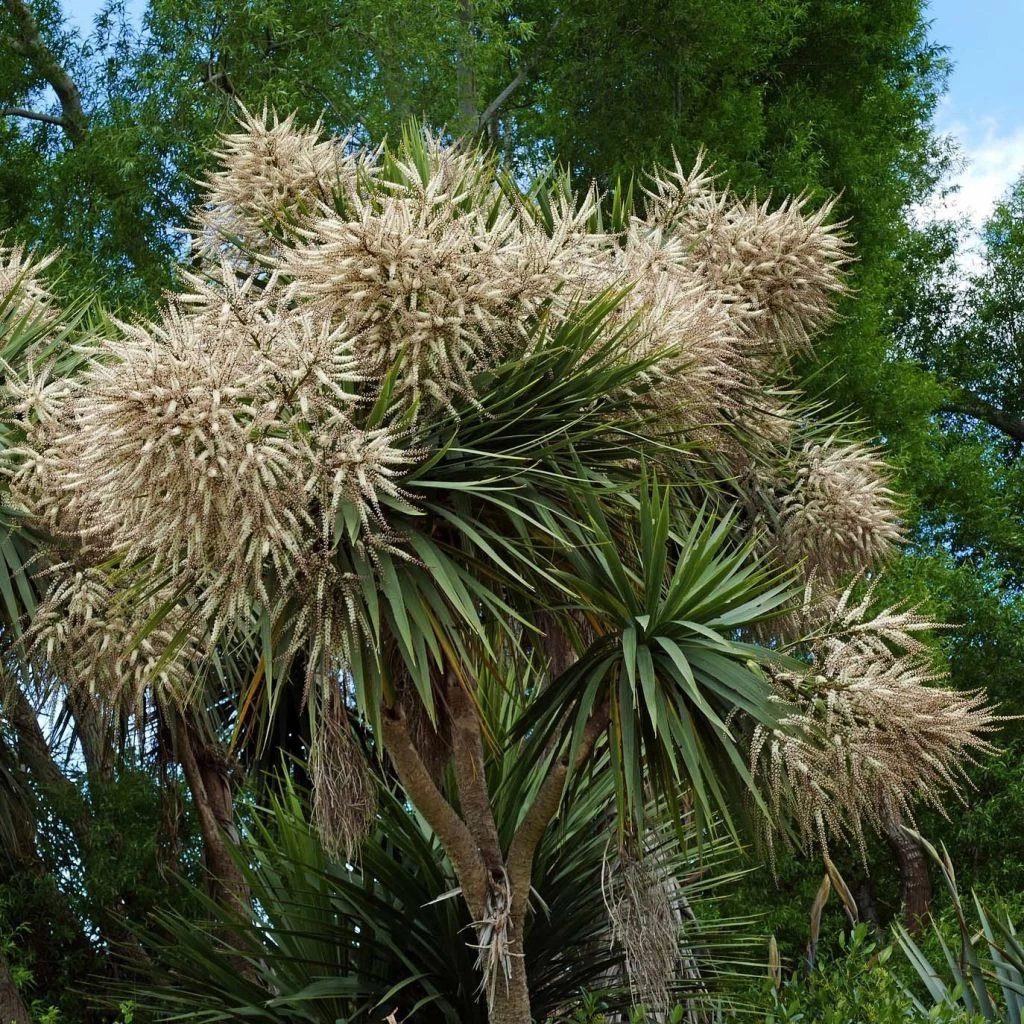 Cordyline Australis 3 Cordyline Australis