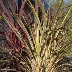Cordyline Banksii Electric Flash - Cordyline