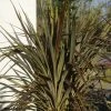 Cordyline X Banksii Electric Star 2 Cordyline X Banksii Electric Star -Plantes Séries Magasin cordyline x banksii electric star 100459 1