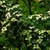 Cornus Kousa Wieting's Select - Cornouiller Du Japon -Plantes Séries Magasin cornus kousa wieting s select 100467 1