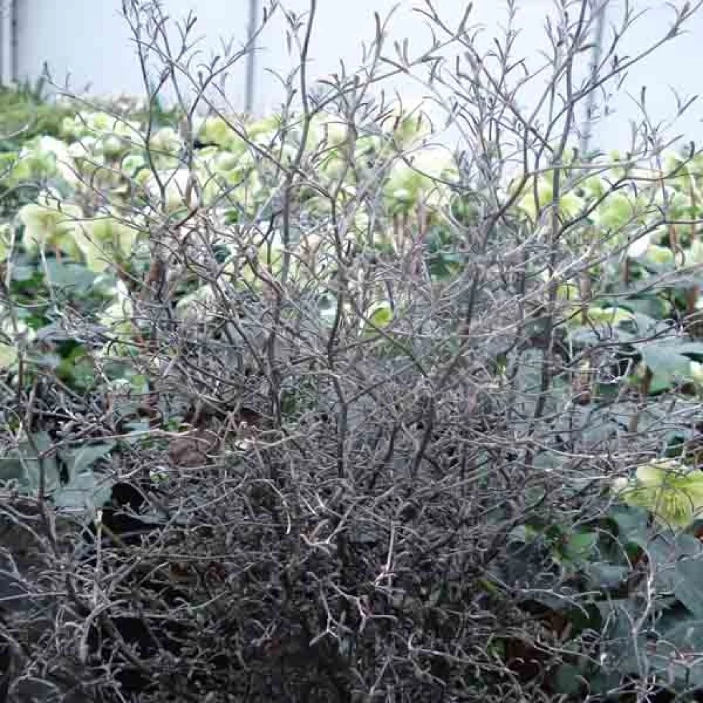 Corokia Cotoneaster 3 Corokia Cotoneaster
