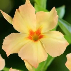 Dipladenia Diamantina Emerald Amber Star