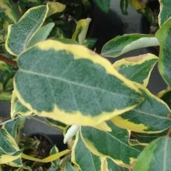 Elaeagnus Ebbingei Gilt Edge - Chalef