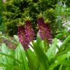 Eucomis Comosa Leia - Eucomide Rose -Plantes Séries Magasin eucomis comosa leia 86060 p
