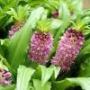 Eucomis Comosa Sparkling Burgundy® - Eucomide Rose à Feuillage Pourpre -Plantes Séries Magasin eucomis comosa sparkling burgundy eucomide rose feuillage pourpre IF 69261 1