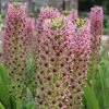 Eucomis Comosa Pink Gin - Fleur Ananas 1 Eucomis Comosa Pink Gin - Fleur Ananas -Plantes Séries Magasin eucomis pink gin 15550 1