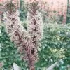 Eucomis Burgundy Wine -Plantes Séries Magasin eucomis sparking burgundy 51273 1