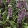 Eucomis Twinkle Stars -Plantes Séries Magasin eucomis twinckle stars 51306 1
