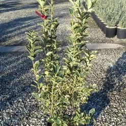 Fusain Du Japon - Euonymus Japonicus Silver King