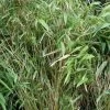 Bambou Non Traçant - Fargesia Murielae Bimbo 2 Bambou Non Traçant - Fargesia Murielae Bimbo -Plantes Séries Magasin fargesia murielae bimbo 84601 1