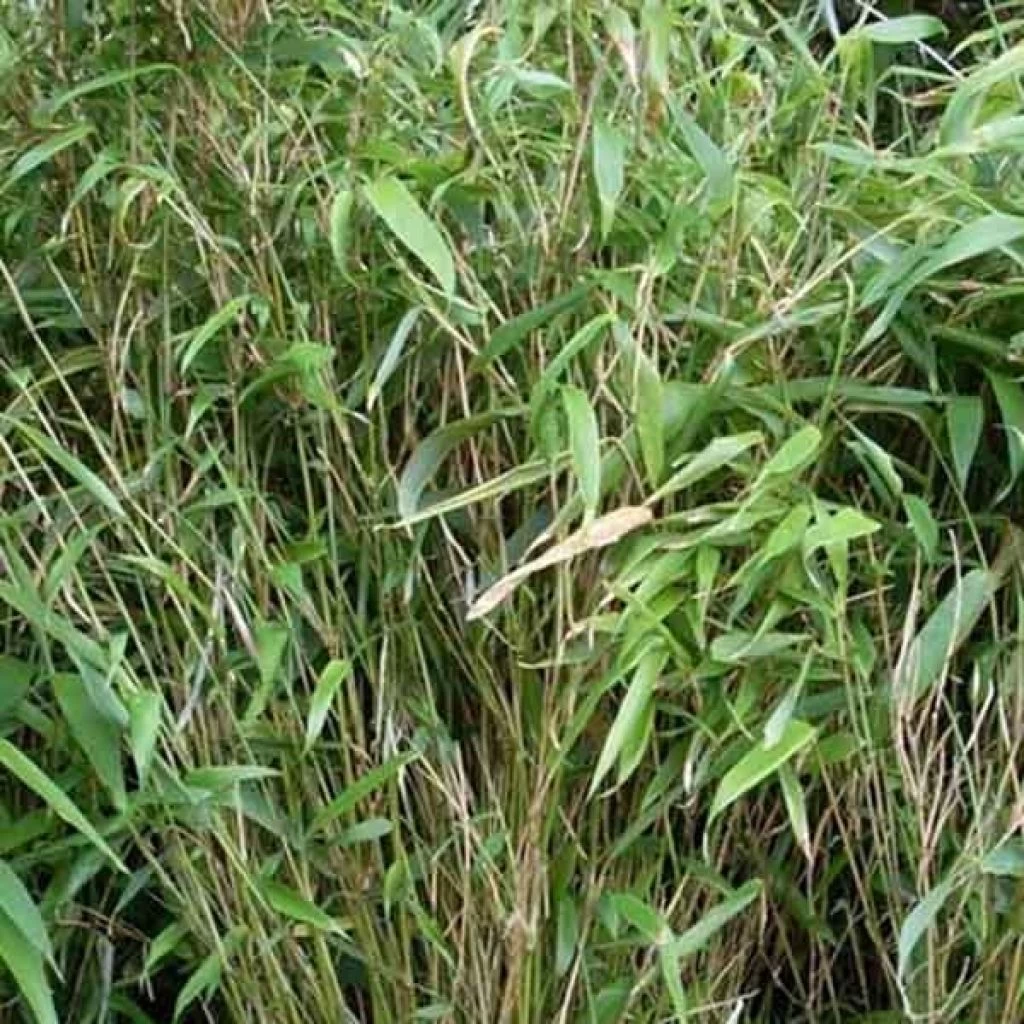 Bambou Non Traçant - Fargesia Murielae Bimbo 3 Bambou Non Traçant - Fargesia Murielae Bimbo