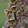 Fritillaire Persica Bicolor Magic Bells -Plantes Séries Magasin fritillaire bicolor 54975 1