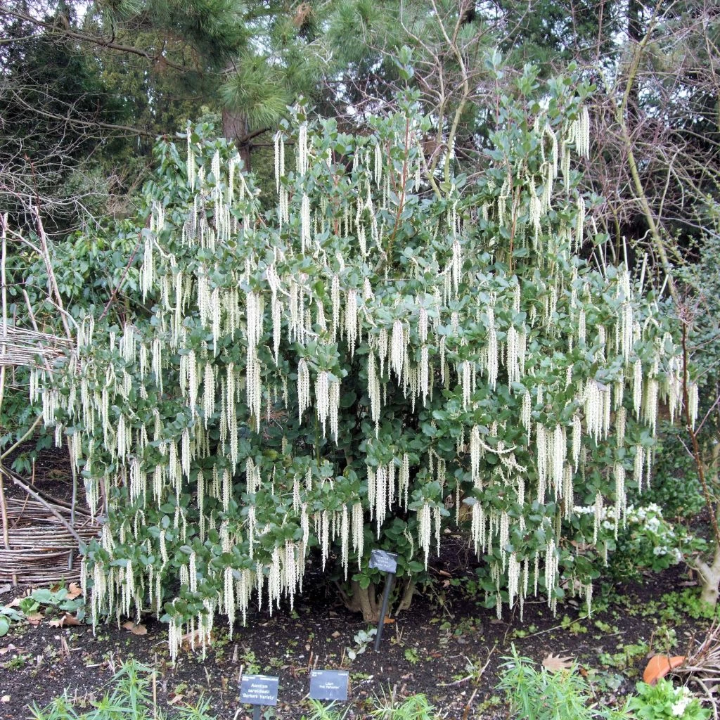 Garrya Elliptica - Garrya à Feuilles Elliptiques 3 Garrya Elliptica - Garrya à Feuilles Elliptiques