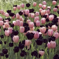 Harmonie Coucher De Soleil