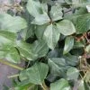 Lierre De Colchide - Hedera Colchica Arborescens (Fall Favorite) 1 Lierre De Colchide - Hedera Colchica Arborescens (Fall Favorite) -Plantes Séries Magasin hedera colchica arborescens fall favorite 20cm en pot de3l 86129 1