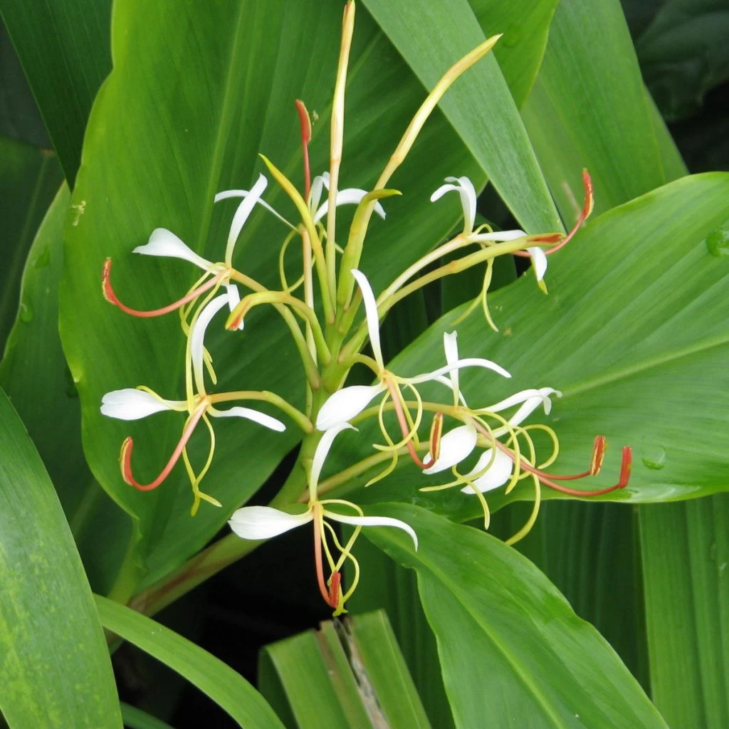 Hedychium Spicatum 3 Hedychium Spicatum