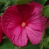 Hibiscus Moscheutos Rose - Hibiscus Des Marais -Plantes Séries Magasin hibiscus moscheutos rose hibiscus des marais 83346 1 1 1