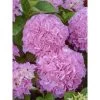 Hortensia - Hydrangea Macrophylla Big Data Pink -Plantes Séries Magasin hortensia big data pink 23226